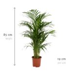 Areca-Palme - Ø19cm - ↕85cm - Image 4