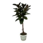 Ficus Elastica Robusta Stamm - 140 cm - Ø32cm