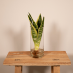 Sanseviera im Zylinderglas - Ø12cm - ↕30cm - Image 2