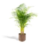 Areca-Palme mit Topf - ↨110cm - Ø21cm