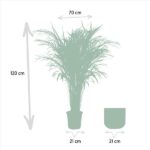Areca-Palme mit Topf - ↨110cm - Ø21cm - Image 3