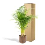 Areca-Palme mit Topf - ↨110cm - Ø21cm - Image 4