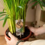 Areca-Palme mit Topf - ↨110cm - Ø21cm - Image 5