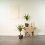 2x Dracaena - ↨60cm - Ø14cm - Image 2