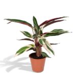 Calathea Triostar - Pfauenpflanze - 70cm - Ø19