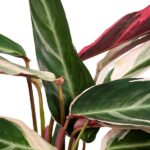 Calathea Triostar - Pfauenpflanze - 70cm - Ø19 - Image 3