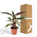 Calathea Triostar - Pfauenpflanze - 70cm - Ø19 - Image 5