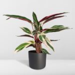 Calathea Triostar - Pfauenpflanze - 70cm - Ø19 - Image 8