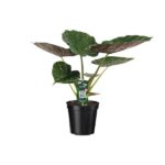 Alocasia Wentii - Elefantenohr - 70cm - Ø19