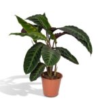 Calathea Warscewiczii - Pfauenpflanze - 70cm - Ø19