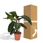 Calathea Warscewiczii - Pfauenpflanze - 70cm - Ø19 - Image 5