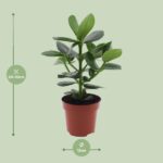 Clusia Rosea Princess - Ø12cm - ↕15cm - Image 2