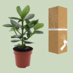 Clusia Rosea Princess - Ø12cm - ↕15cm - Image 3