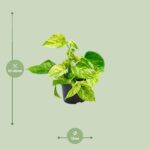 Epipremnum Marble Queen - Ø12 - ↨15cm - Image 2