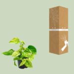 Epipremnum Marble Queen - Ø12 - ↨15cm - Image 3