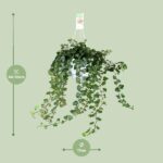 Hedera Helix Wonder - Ø17 - ↨70cm - Image 2