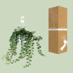 Hedera Helix Wonder - Ø17 - ↨70cm - Image 3