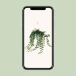 Hedera Helix Wonder - Ø17 - ↨70cm - Image 4