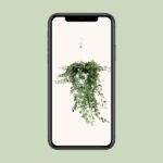 Hedera Helix Wonder - Ø24 - ↨70cm - Image 4