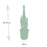 Euphorbia Acrurensis - Ø24 - ↨60cm - Image 4