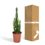 Euphorbia Acrurensis - Ø24 - ↨60cm - Image 5