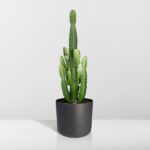 Euphorbia Acrurensis - Ø24 - ↨60cm - Image 8