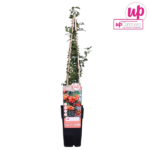 Pyracantha 'Orange Glow' - ↨65cm - Ø15 - Image 7