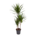 Dracaena Marginata Magenta - Ø21cm - ↕110cm
