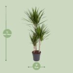 Dracaena Marginata Magenta - Ø21cm - ↕110cm - Image 2