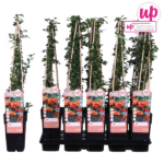 Pyracantha 'Orange Glow' - ↨65cm - Ø15 - Image 8