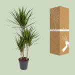 Dracaena Marginata Magenta - Ø21cm - ↕110cm - Image 3