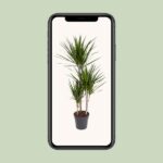 Dracaena Marginata Magenta - Ø21cm - ↕110cm - Image 4