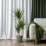 Dracaena Marginata Magenta - Ø21cm - ↕110cm - Image 5