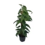 Epipremnum Cebu Blue - Ø15cm - ↕60cm