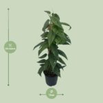 Epipremnum Cebu Blue - Ø15cm - ↕60cm - Image 2