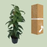 Epipremnum Cebu Blue - Ø15cm - ↕60cm - Image 3