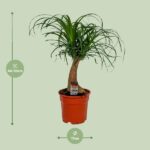 Beaucarnea Recurvata - Ø17cm - ↕55cm - Image 2