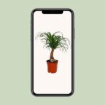 Beaucarnea Recurvata - Ø17cm - ↕55cm - Image 4